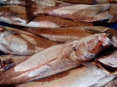 CORVINA CORVINA