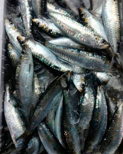 sardinas sardinas